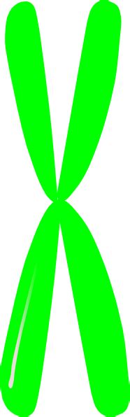 Single Chromosome Clip Art At Vector Clip Art Online