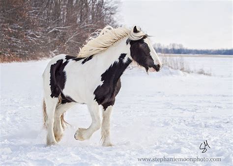 Gypsy Vanner Horse In Snow Horse In The Snow Photography Etsy