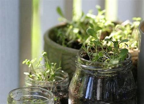 One Glassy Garden Growing Herbs In Mason Jars Organic Authority