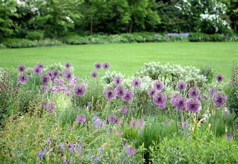 Everything You Need To Know About Ornamental Alliums Gardenista