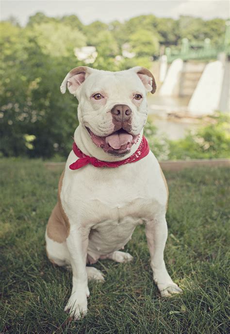 Want to connect with other people who love the same breed as. American Bulldog Rescue - 501C3 Not-for-Profit Dog Rescue ...