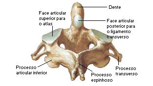 Axis vertebra (c2 vertebra) is the second topmost cervical vertebra. Características individuales - Clase de anatomía