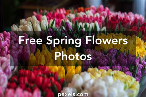 Free Stock Photos Of Spring Flowers · Pexels