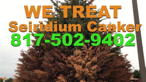 Sick Trees Seiridium Canker Fort Worth Youtube