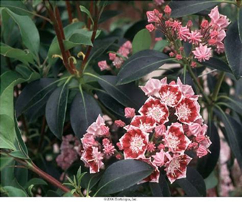Beechwood Landscape Architecture And Construction Mountain Laurel