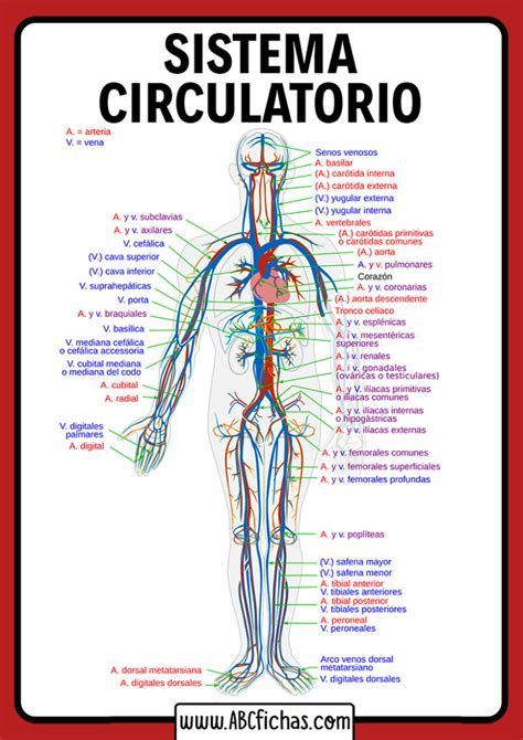 Arterias Del Cuerpo Sistema Circulatorio Sistemas Del Cuerpo Humano