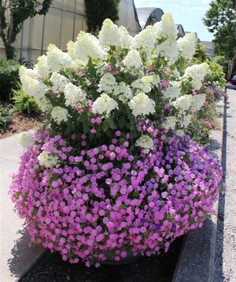 Maybe you would like to learn more about one of these? Top Ten Shrubs for Containers and Small Gardens | Proven ...