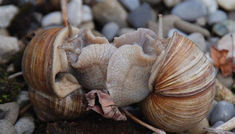 Hat die schnecke die wahl, bevorzugt sie angewelkte und angemoderte pflanzenteile und übernimmt damit eine wichtige funktion im garten. Die Weinbergschnecke im naturnahen Garten