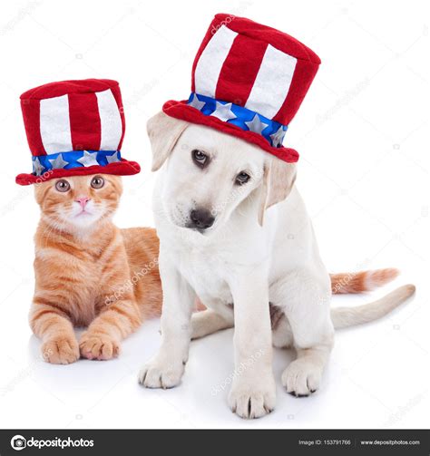 Patriotic American Pet Dog And Cat For July 4th And Memorial Day Stock
