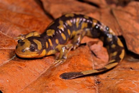 Eastern Tiger Salamander Chesapeake Bay Program