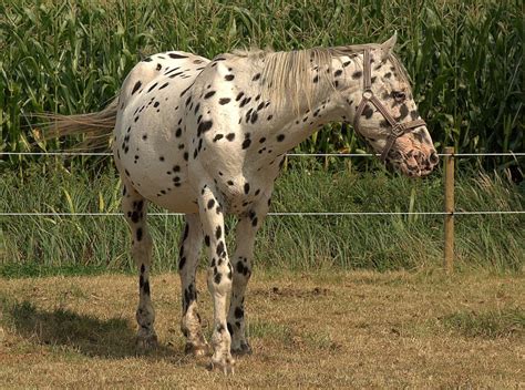 9 Beautiful Rare And Unusual Horse Breeds Pethelpful