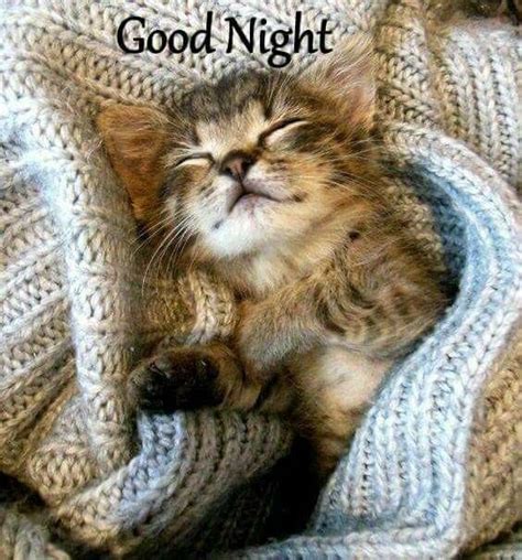 Good Night Sweet Dreams🌛 Kittens Cutest Beautiful Cats Kittens