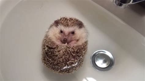 Hedgehog Boat Hedgehogbath Video Cute Animals Baby Hedgehog