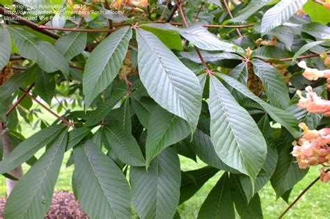 Plantfiles Pictures Aesculus Hybrid Bottlebrush Buckeye Red Horse