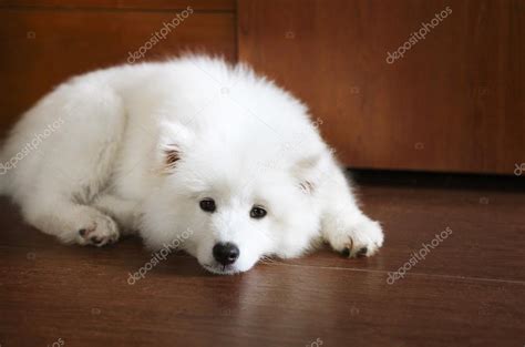 Cute Little Samoyed Puppy — Stock Photo © Dasha11 95571636