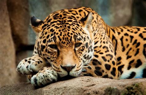 Cats Jaguars Glance Animals Jaguar Wallpapers Hd Desktop And