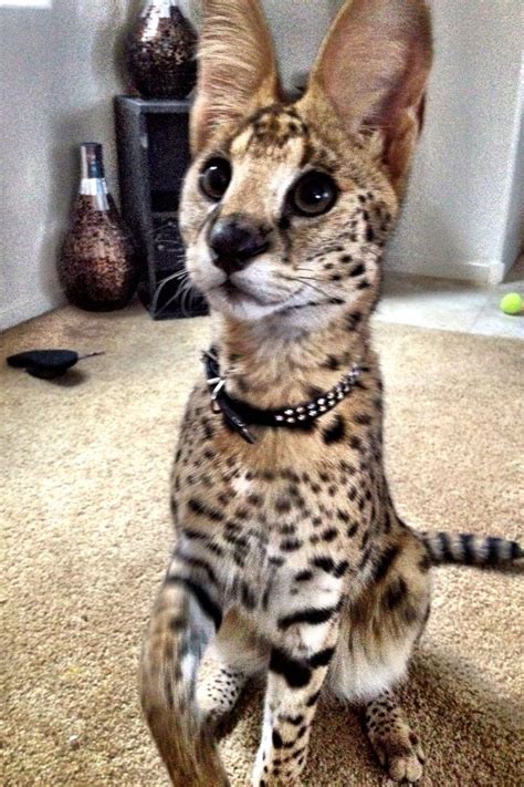 Van great cats world park. 8 month old African Serval kitten. | Serval kitten ...