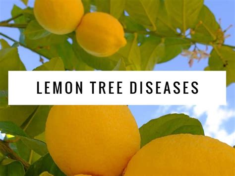 Common Diseases Of Lemon Trees Gardening Channel