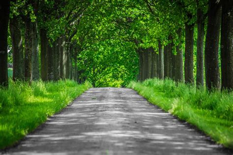 Free Images Landscape Tree Nature Forest Grass Road