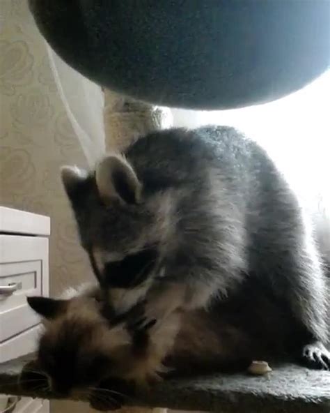 Raccoon Gives Massage Jukin Media Inc