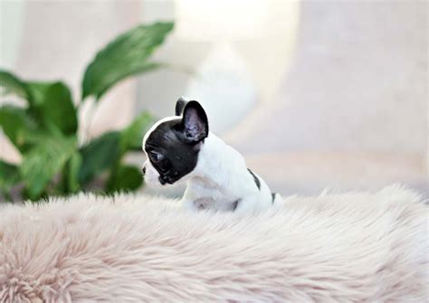 They became even more popular when the breeders came to an idea to 'produce' mini frenchies. Bentley the Mini French Bulldog ($5,000) - Top Dog Puppies