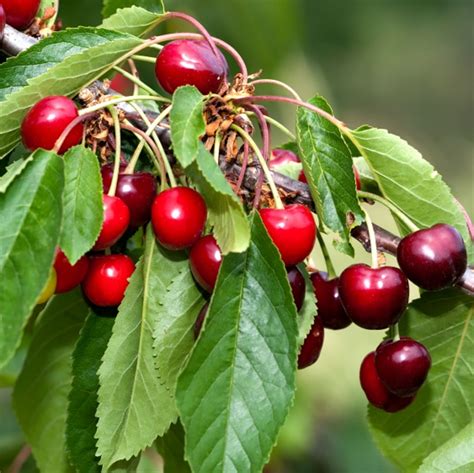 Maybe you would like to learn more about one of these? Trees For Pots | Ornamental Trees