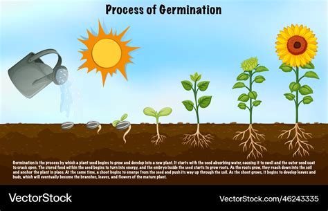 Process Of Germination Diagram For Science Vector Image