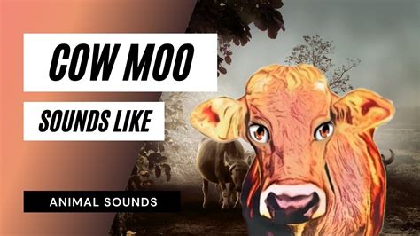 Cow Moo Sounds Like The Animal Sounds How Cow Moo Sound Effect