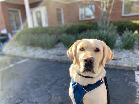 THERAPY DOG INFORMATION | Clermont Northeastern Schools