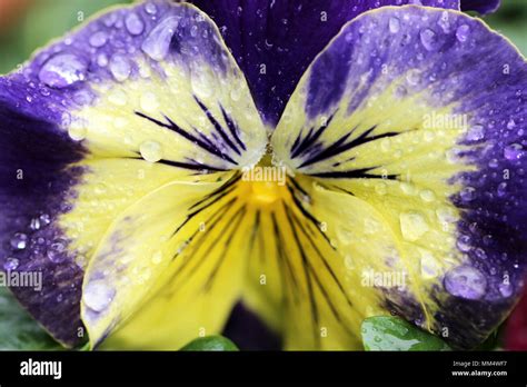 Macro Yellow And Purple Pansy Flower Covered In Rain Drops Stock Photo