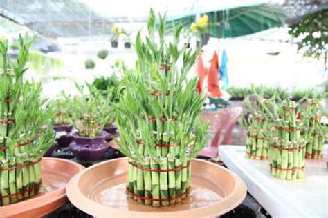 Bunga teratai adalah bunga yang merupakan tanaman hidup diatas air yang berasal dari suku nymphaeaceae, bunga dan daun teratai ini berada pada permukaan air, keluar dari tangkai yang berasal dari rhizoma akar yang terdapat di dalam air pada dasar kolam, sungai atau rawa. Hanya Butuh Segelas Air untuk Merawat 11 Tanaman dan Bunga ...