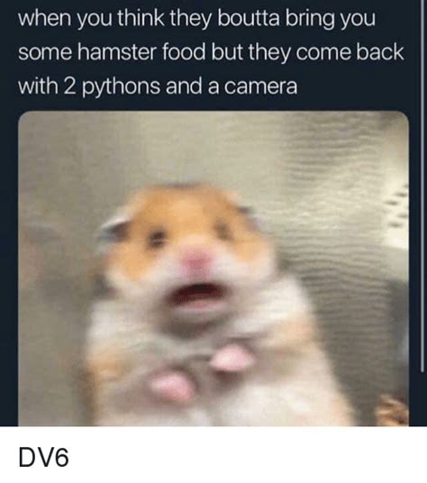 25 Best Memes About Hamster Hamster Memes