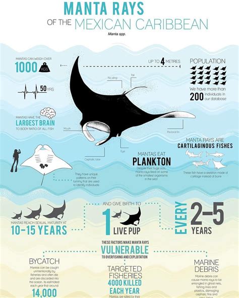 Shawn Heinrichs Shawnheinrichs Manta Ray Infographic Save Our Oceans