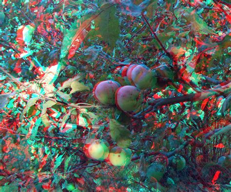 3d Redcyan Anaglyph Apfelbaum Apple Tree A Photo On Flickriver