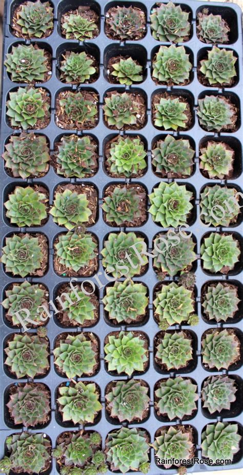 50 Sempervivum Red Rubin Plants Cactus Succulents Hens And Chicks Zone 3 9