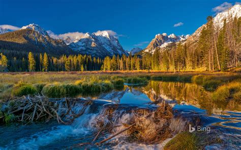 Beaver Dam In The Sawtooth National Forest Idaho Bing