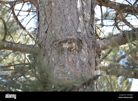 Naughty Knotty Pine Tree En El Borde De Un Bosque Fotografía De Stock