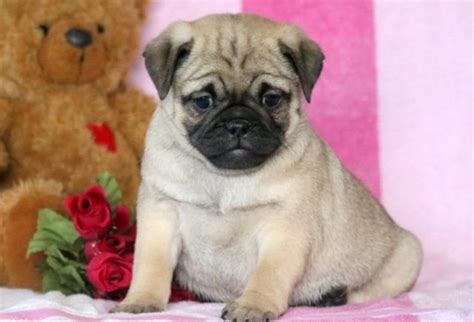 Pug Mix Puppies For Sale Keystone Puppies