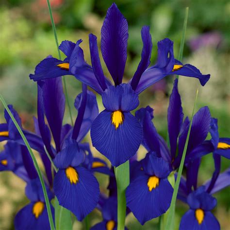 Blue iris takes pride in arrangements that are specially designed and arranged just for you. Iris Blue Pearl (Dutch Iris) | Mirror Garden Offers