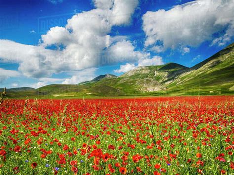 Poppies Growing In A Meadow Castelluccio Di Norcia Umbria Italy