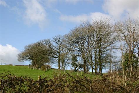 Trees On The Hill Stock Photo Image Of Summer Country 2160404