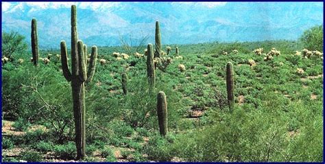 A continuación, te brindaremos una lista de los nombres de los más conocidos cactus los cactus piedra también son conocidos bajo el nombre de piedras vivas o lithops, estas se conocen por conforman toda especie de plantas. Noroeste Argentino: Clima y Vegetación