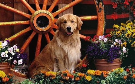 Jigsaw Puzzle 1000 Piece Wooden Puzzle Golden Retriever And