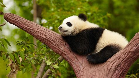 Sleeping Giant Panda Baby 17600205 Stock Photo At Vecteezy