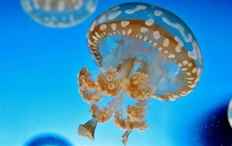 Jellyfish Underwater Water Blue Wallpapers Hd Desktop And Mobile