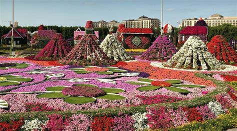 Karena bunga ini dikenal tumbuh ke arah matahari. Dubai Miracle Garden: Taman Bunga Alami Terbesar di Dunia ...