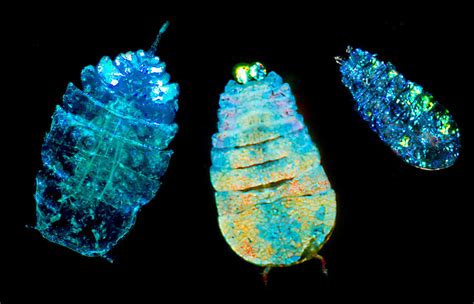 Sea Sapphire A Copepod Photograph By Danté Fenolio Fine Art America