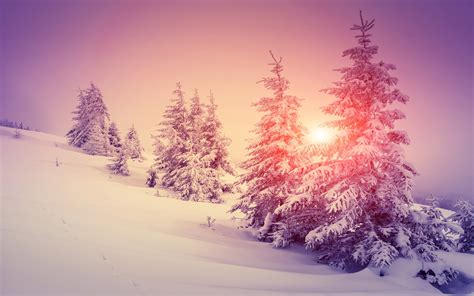 Wallpaper Thick Snow Winter Forest Trees Warm Sun 3840x2160 Uhd 4k