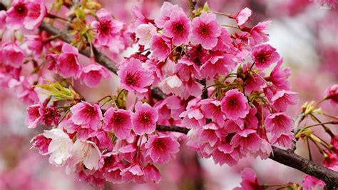 Wonderful Spring Blossoms Wallpaper Flower Wallpapers 49080