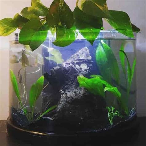 An Aquarium With Plants And Rocks In It